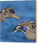 Pair Of Mallards In Flight Wood Print