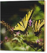 Pair Of Yellow Swallowtails Wood Print