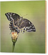 Palamedes Swallowtail Butterfly Belly Wood Print