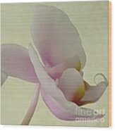 Pale Orchid On Cream Wood Print