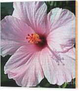 Pale Pink Hibiscus Wood Print
