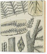 Paleozoic Flora, Calamites, Illustration Wood Print