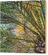 Palm Canopy Wood Print