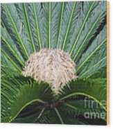 Palm Plant Wood Print