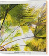 Palm Rays - Palma De Guadalupe Wood Print