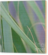 Palm Reeds Wood Print