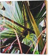 Palm Through The Fronds Wood Print