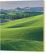 Palouse Wheat Fields Washington Wood Print