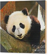 Panda Bear Baby Love Wood Print