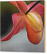 Paphiopedilum Orchid - Slipper Orchid Wood Print