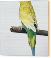 Parakeet Wood Print
