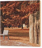 Park With Beech Trees In Autumn Wood Print