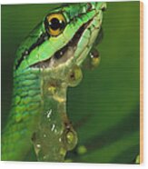 Parrot Snake Eating Frog Eggs Wood Print