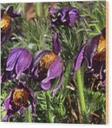 Pasque Flowers Wood Print