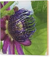 Passion Flower Wood Print