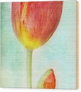 Pastel Tulip Wood Print