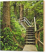 Wooden Path In Temperate Rainforest Wood Print