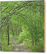 Pathway Through Nature's Bower Wood Print