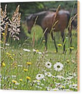 Peaceful Pasture Wood Print