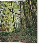 Peaceful Woods Wood Print