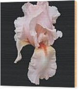 Peach Bearded Iris Wood Print