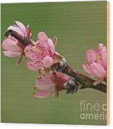 Peach Blossoms Ii Wood Print