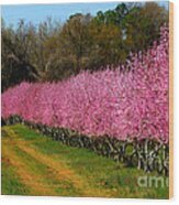Peach Orchard In Carolina Wood Print