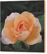 Peach Petals - Rose Wood Print
