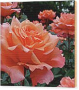 Peach Roses Wood Print