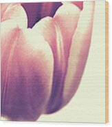 Peach Tulip Wood Print