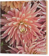 Peachy Pink Dahlia Wood Print