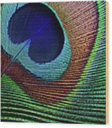 Peacock Feather Wood Print
