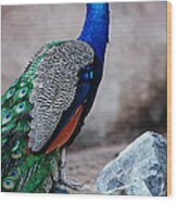 Peacock - National Bird Of India Wood Print