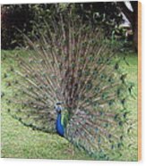 Peacock Wood Print