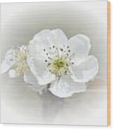Pear Blossom Wood Print