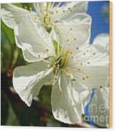 Pear Blossom Wood Print