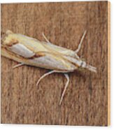 Pearl Grass-veneer Moth Wood Print