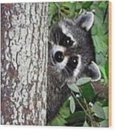 Peek A Boo Raccoon Wood Print