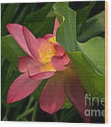 Peekaboo Lotus Blossom Wood Print