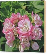 Pelargonium X Hortorum 'apple Blossom' Wood Print