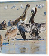 Pelican Drying Wood Print