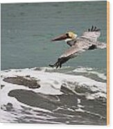 Pelican Flying Wood Print