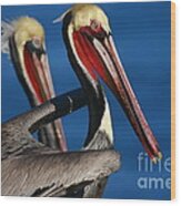 La Jolla Pelicans In Waves Wood Print