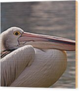 Pelican Wood Print