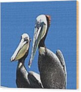 Pelican Pair Wood Print