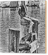 Pelican Pier At Monterey Bay Wood Print