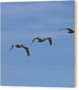 Pelicans In A Row 2 Wood Print