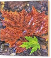 Pennsylvania Country Roads - Autumn Colorfest In The Creek No. 1 - Marsh Creek Adams County Wood Print