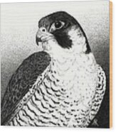 Peregrine Falcon Wood Print