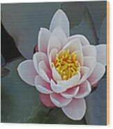 Perfect Pink Water Lilly Wood Print